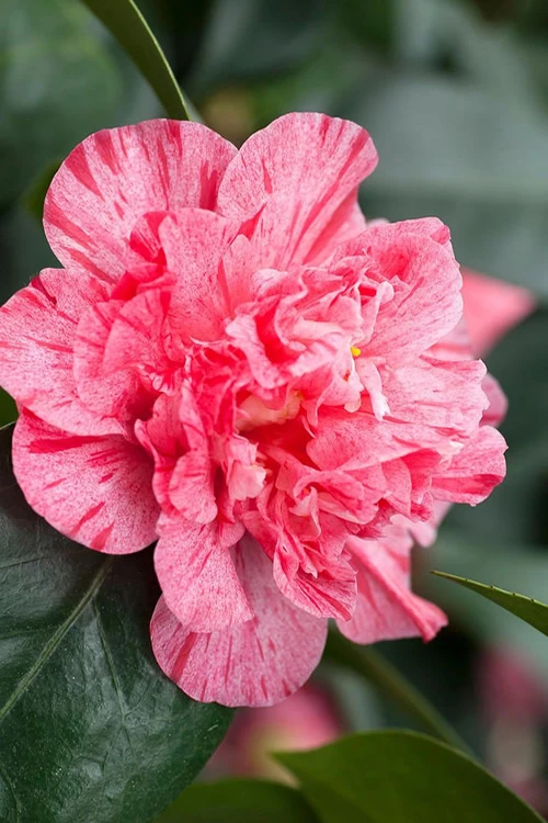 Kick Off Camellia Japonica - 1 Gallon Pot 1 Kick Off Camellia Japonica - 1 Gallon Pot