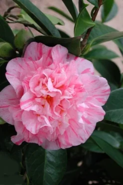 Kick Off Camellia Japonica - 1 Gallon Pot 10 Kick Off Camellia Japonica - 1 Gallon Pot -Bloom Haven Camellia Kick Off 2 1