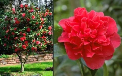 Kramers Supreme Red Double Camellia Japonica - 1 Gallon Pot -Bloom Haven Camellia Kramers Supreme 2