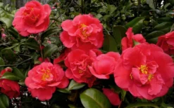 Kramers Supreme Red Double Camellia Japonica - 1 Gallon Pot -Bloom Haven Camellia Kramers Supreme 52