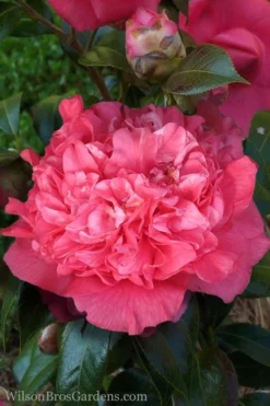 Kumasaka Camellia Japonica - 3 Gallon Pot