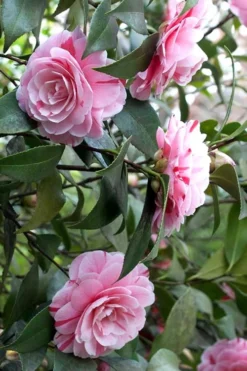 LA Peppermint Camellia Japonica - 3 Gallon Pot 11 LA Peppermint Camellia Japonica - 3 Gallon Pot -Bloom Haven Camellia La Peppermint 1