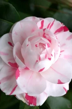 LA Peppermint Camellia Japonica - 3 Gallon Pot 9 LA Peppermint Camellia Japonica - 3 Gallon Pot -Bloom Haven Camellia La Peppermint 2