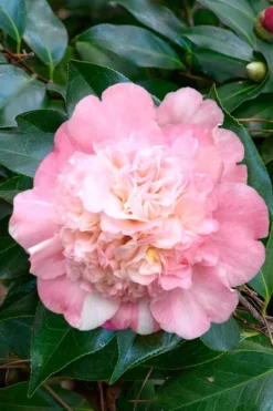 Look Again Camellia Japonica - 3 Gallon Pot -Bloom Haven Camellia Look Again 1
