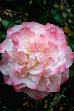 Nuccio's Jewel Camellia Japonica - 1 Gallon Pot