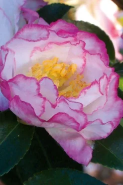 October Magic Inspiration Camellia - 1 Gallon Pot -Bloom Haven Camellia October Inspiration 1