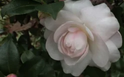 October Magic Dawn Camellia - 3 Gallon Pot 7 October Magic Dawn Camellia - 3 Gallon Pot -Bloom Haven Camellia October Magic Dawn