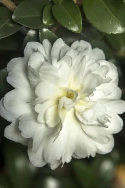 October Magic Ivory Camellia - 2 Gallon Pot