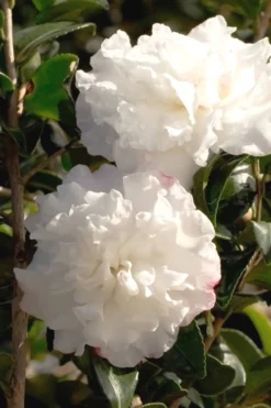 October Magic Snow Camellia - 3 Gallon Pot -Bloom Haven Camellia October Magic Snow 500x750 3