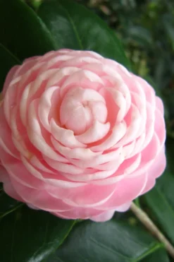 Pink Perfection Camellia Japonica - 2.5 Quart Pot -Bloom Haven Camellia Pink Perfection 27 2