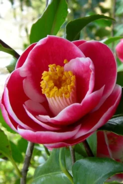 Sadaharu Oh Camellia - 3 Gallon Pot 13 Sadaharu Oh Camellia - 3 Gallon Pot -Bloom Haven Camellia Sadaharu Oh 6 1