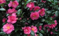 Shishi Gashira Dwarf Camellia Sasanqua - 3 Gallon Pot -Bloom Haven Camellia Shishi Gashira 24
