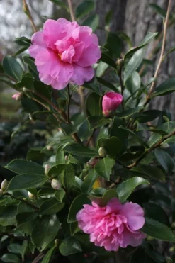 Showa No Sakae Dwarf Camellia Sasanqua - 3 Gallon Pot -Bloom Haven Camellia Showa No Sakae 12