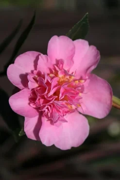 Showa No Sakae Dwarf Camellia Sasanqua - 3 Gallon Pot -Bloom Haven Camellia Showa No Sakae 13