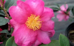 Stephanie Golden Dwarf Camellia Sasanqua - 3 Gallon Pot -Bloom Haven Camellia Stephanie Golden Closeup Flower