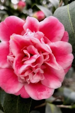 Tama Bambino Camellia Japonica - 3 Gallon Pot -Bloom Haven Camellia Tama Bambino 11