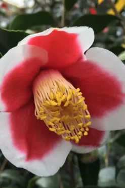 Tama No Ura Weeping Camellia Japonica - 1 Gallon Pot -Bloom Haven Camellia Tama No Ura 1