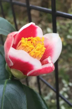 Tama No Ura Weeping Camellia Japonica - 1 Gallon Pot -Bloom Haven Camellia Tama No Ura 4