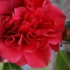 Tom Knudsen Camellia Japonica - 1 Gallon Pot