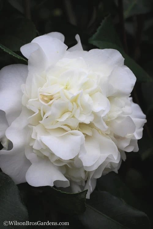 White Debutante Camellia Japonica - 3 Gallon Pot 6 White Debutante Camellia Japonica - 3 Gallon Pot - Image 6