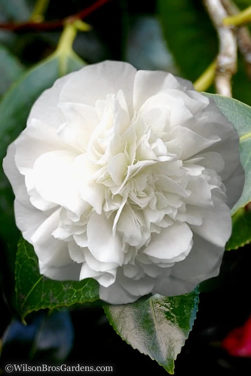 White Debutante Camellia Japonica - 3 Gallon Pot 5 White Debutante Camellia Japonica - 3 Gallon Pot - Image 5