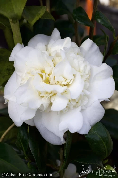White Debutante Camellia Japonica - 3 Gallon Pot 4 White Debutante Camellia Japonica - 3 Gallon Pot - Image 4