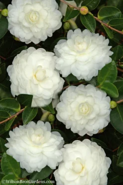 October Magic White Shishi Gashira Dwarf Camellia Sasanqua - 3 Gallon Pot