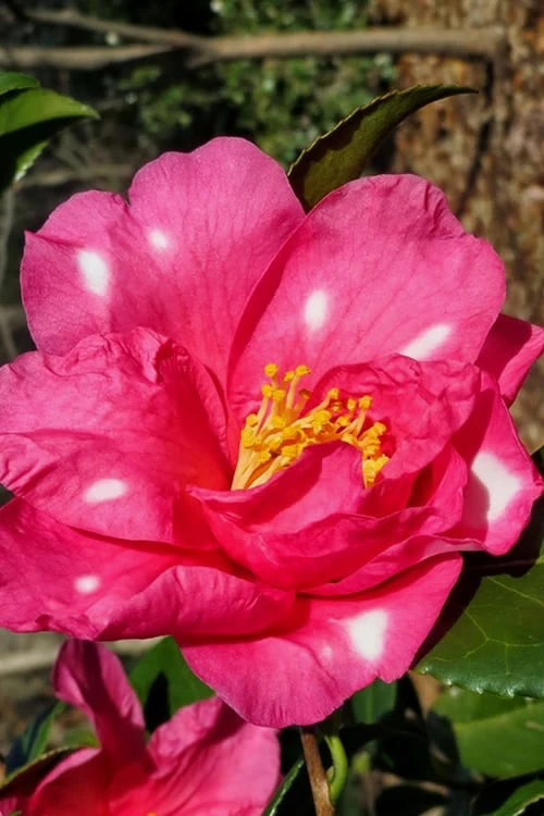 Winter's Fire Cold Hardy Camellia - 1 Gallon Pot 7 Winter's Fire Cold Hardy Camellia - 1 Gallon Pot - Image 7