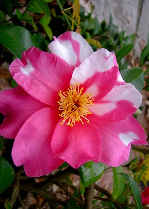 Winter's Fire Cold Hardy Camellia - 1 Gallon Pot 1 Winter's Fire Cold Hardy Camellia - 1 Gallon Pot