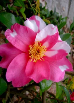 Winter's Fire Cold Hardy Camellia - 1 Gallon Pot