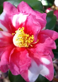 Winter's Fire Cold Hardy Camellia - 1 Gallon Pot -Bloom Haven Camellia Winters Fire 11 2
