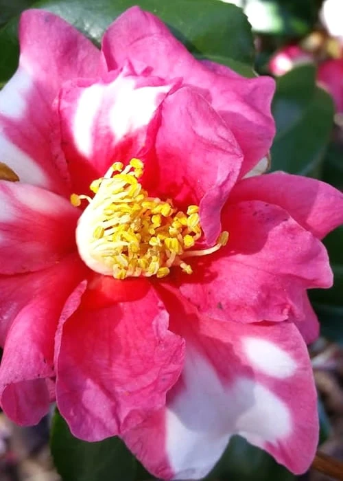 Winter's Fire Cold Hardy Camellia - 3 Gallon Pot 5 Winter's Fire Cold Hardy Camellia - 3 Gallon Pot - Image 5
