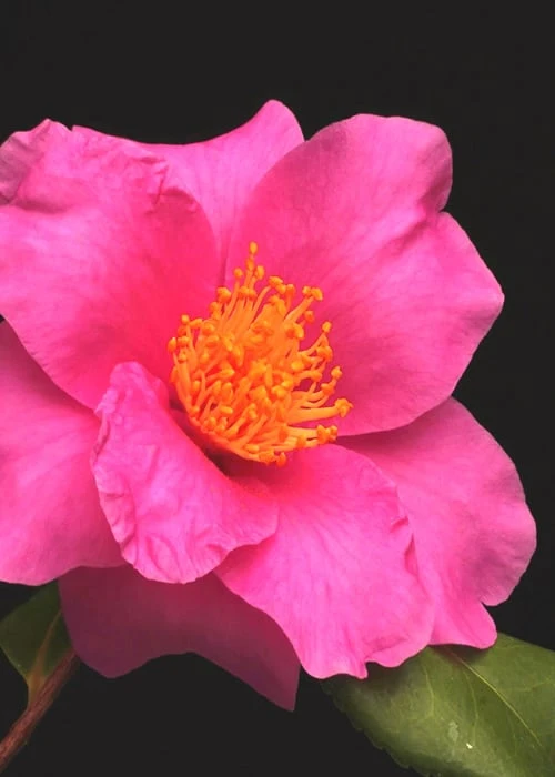Winter's Fire Cold Hardy Camellia - 1 Gallon Pot 6 Winter's Fire Cold Hardy Camellia - 1 Gallon Pot - Image 6