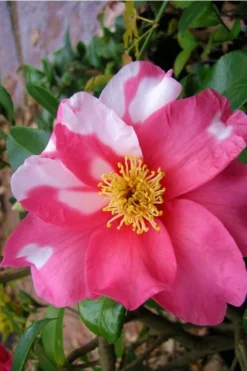 Winter's Fire Cold Hardy Camellia - 3 Gallon Pot 10 Winter's Fire Cold Hardy Camellia - 3 Gallon Pot -Bloom Haven Camellia Winters Fire 5
