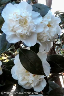 Fifth Avenue White Camellia Japonica - 1 Gallon Pot -Bloom Haven Camellia fifth avenue 20