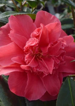 Laura Walker Camellia Japonica - 1 Gallon Pot -Bloom Haven Camillia Laura Walker