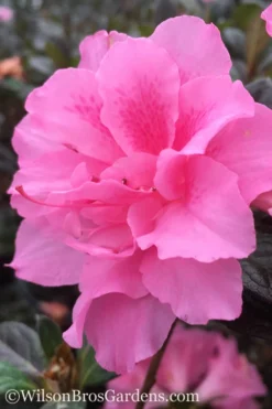 Autumn Carnation Encore Azalea - 6 Pack Of 1 Gallon Pots