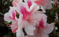 Autumn Chiffon Encore Azalea - 3 Gallon Pot -Bloom Haven Encore Azalea Autumn Chiffon