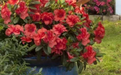 Autumn Embers Encore Azalea - 2 Gallon -Bloom Haven Encore Azalea Autumn Embers 3 50