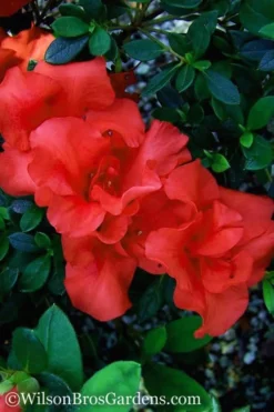 Autumn Embers Encore Azalea - 2 Gallon -Bloom Haven Encore Azalea Autumn Embers 500x750 1