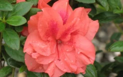 Autumn Monarch Encore Azalea - 1 Gallon Pot -Bloom Haven Encore Azalea Autumn Monarch 4 50