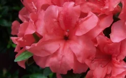 Autumn Princess Encore Azalea - 1 Gallon Pot -Bloom Haven Encore Azalea Autumn Princess