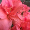 Autumn Princess Encore Azalea - 1 Gallon Pot