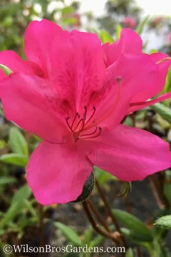 Autumn Carnival Encore Azalea - 2 Gallon Pot