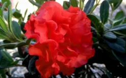 Autumn Embers Encore Azalea - 2 Gallon -Bloom Haven Encore Azalea Embers 1