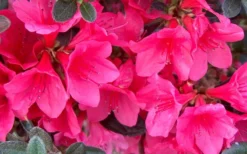 Autumn Ruby Encore Azalea - 1 Gallon Pot -Bloom Haven Encore Azalea Ruby