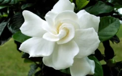 August Beauty Gardenia - 2.5 Quart Pot 10 August Beauty Gardenia - 2.5 Quart Pot -Bloom Haven Gardenia August Beauty Flower Closeup 4
