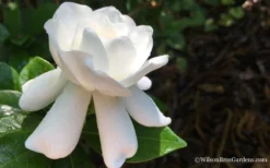 Crown Jewel Gardenia - 1 Gallon Pot 14 Crown Jewel Gardenia - 1 Gallon Pot -Bloom Haven Gardenia Crown Jewel 4