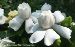 Crown Jewel Gardenia - 1 Gallon Pot 15 Crown Jewel Gardenia - 1 Gallon Pot -Bloom Haven Gardenia Crown Jewel 50 1