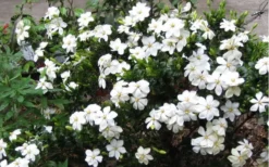 Hardy Fragrant Daisy Gardenia Bush - 6 Pack Of 1 Gallon Pots 11 Hardy Fragrant Daisy Gardenia Bush - 6 Pack Of 1 Gallon Pots -Bloom Haven Gardenia Daisy Blooms 2 1